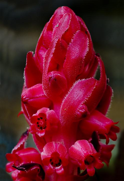 Snow Plant, Sarcodes sanguinea.jpg